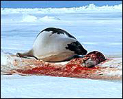 Mother looking at baby seal